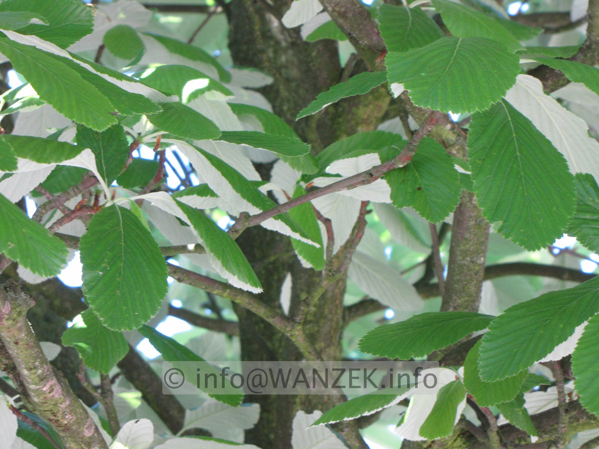 Sorbus aria Magnifica 03 Farbspiel Blaetter 2.JPG